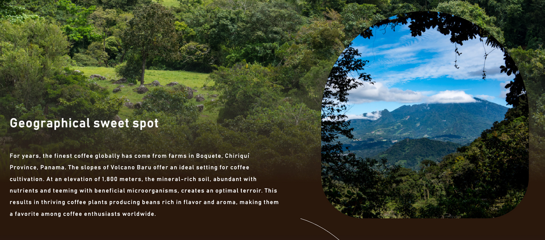 巴拿馬|De Cafe Panama Terroir 藝伎 日曬 淺焙|咖啡豆 掛耳包