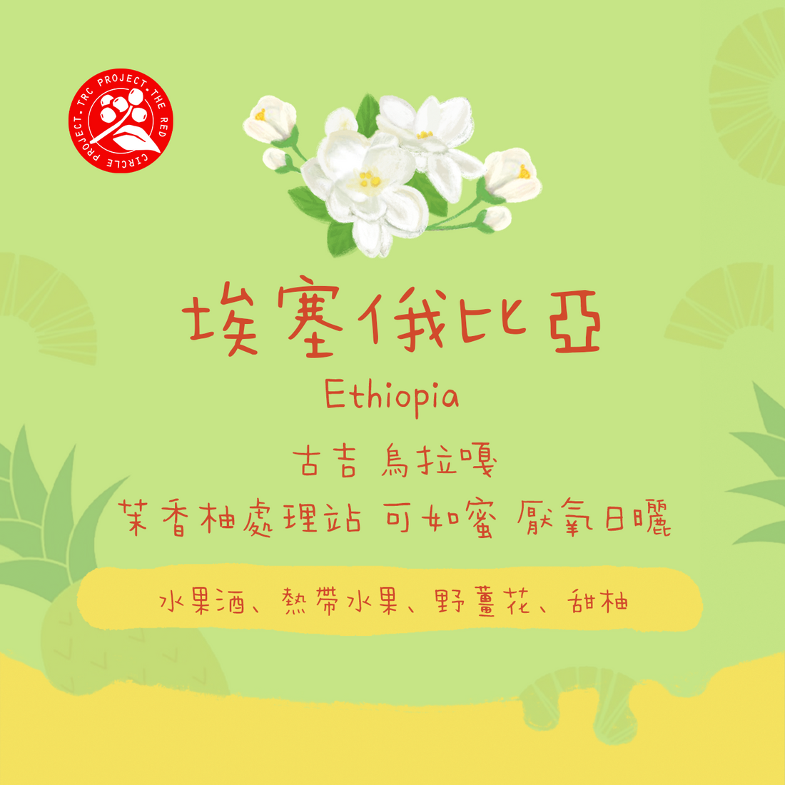 【最新厭氧批次✨】埃塞俄比亞|古吉 烏拉嘎 茉香柚 Kurume 厭氧日曬 淺焙|咖啡豆 掛耳包