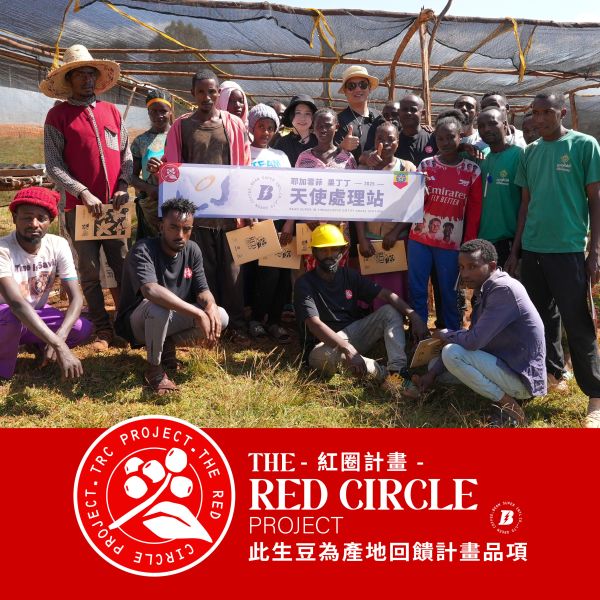 【天使藝伎】埃塞俄比亞|耶加雪菲 果丁丁 天使 藝伎 TOP G1 水洗 淺焙|咖啡豆 掛耳包