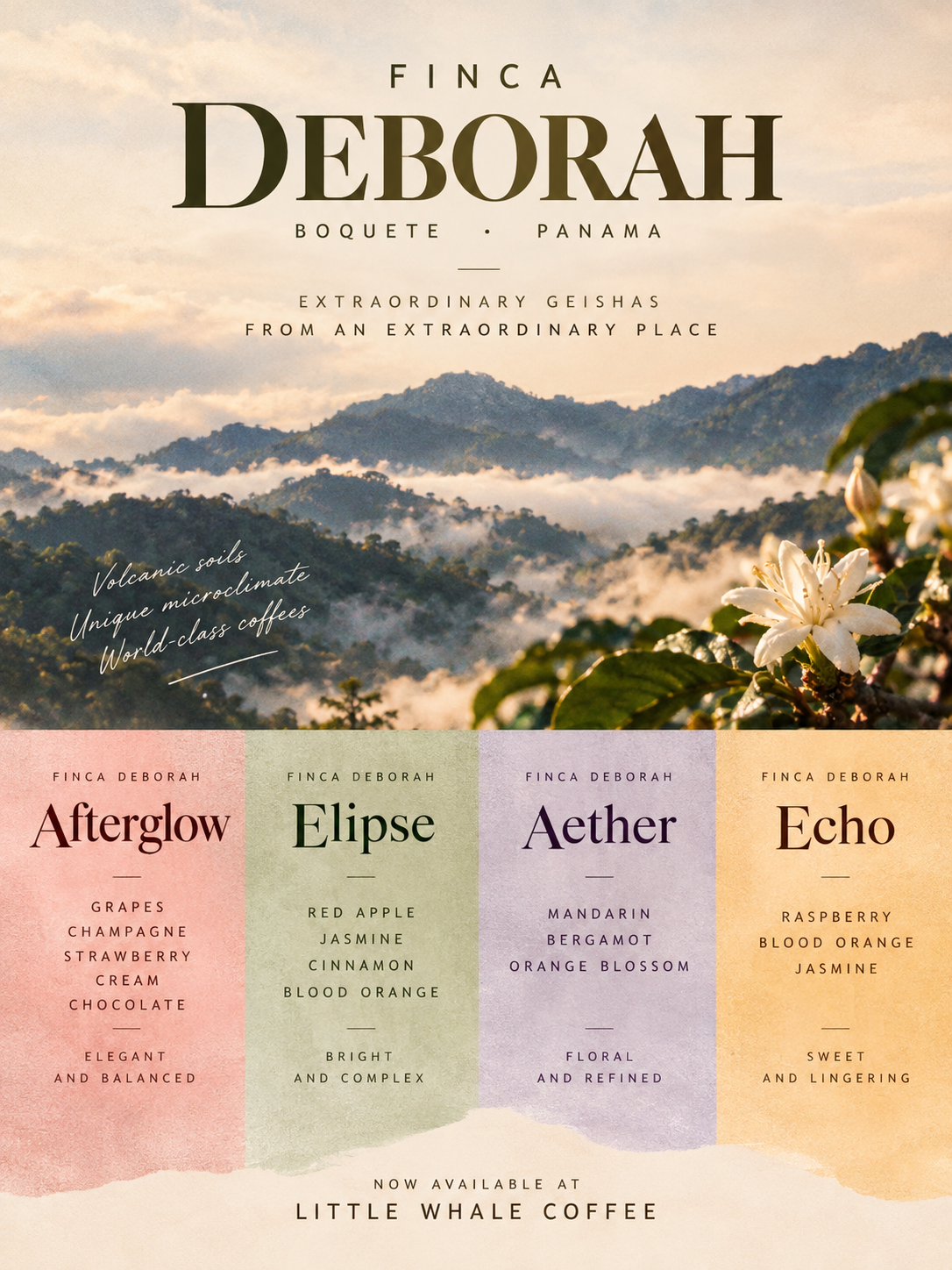 【Deborah✨】巴拿馬|黛博拉莊園 雲霧之巔,探索藝伎的無限可能|咖啡豆 掛耳包