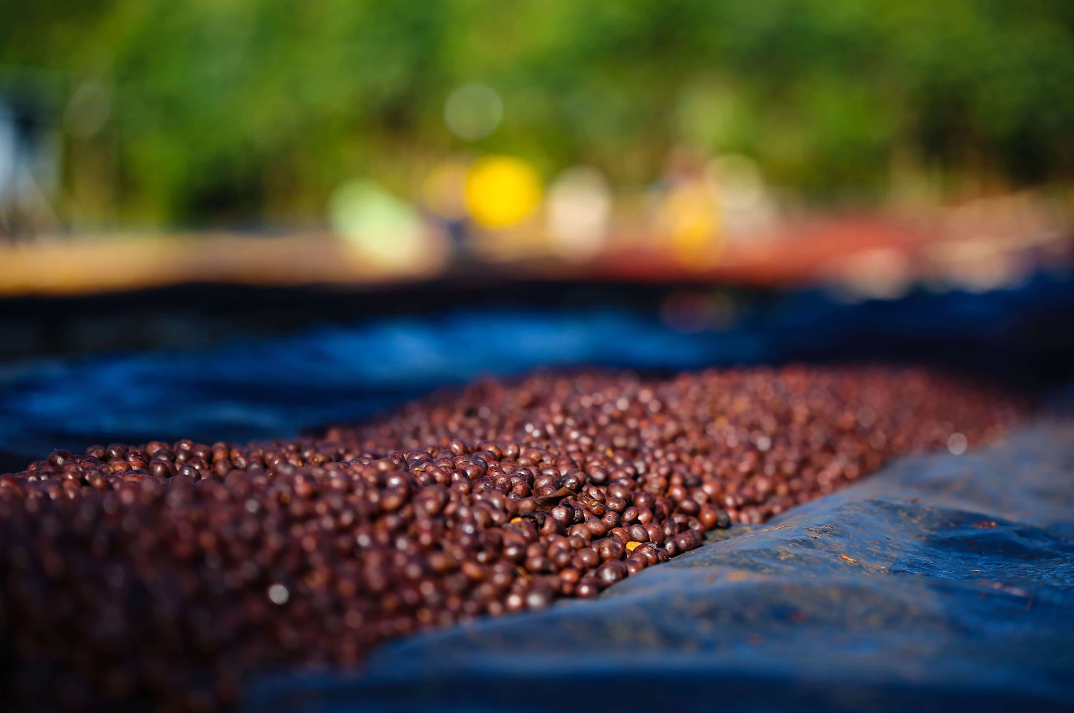 【必買🥳】埃塞俄比亞|西達摩 班莎 龐貝村 橘光舞妓 蜜處理 淺焙|咖啡豆 掛耳包