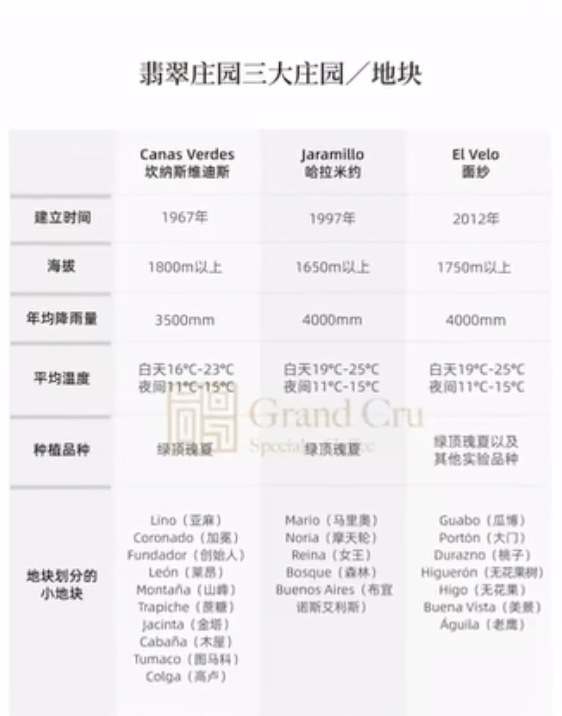 【超少量 - 紅標】巴拿馬｜翡翠莊園 Hacienda La Esmeralda 紅標藝伎 淺焙｜咖啡豆