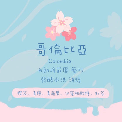哥倫比亞｜白朗峰莊園 藝伎 發酵水洗 淺焙｜咖啡豆 掛耳包